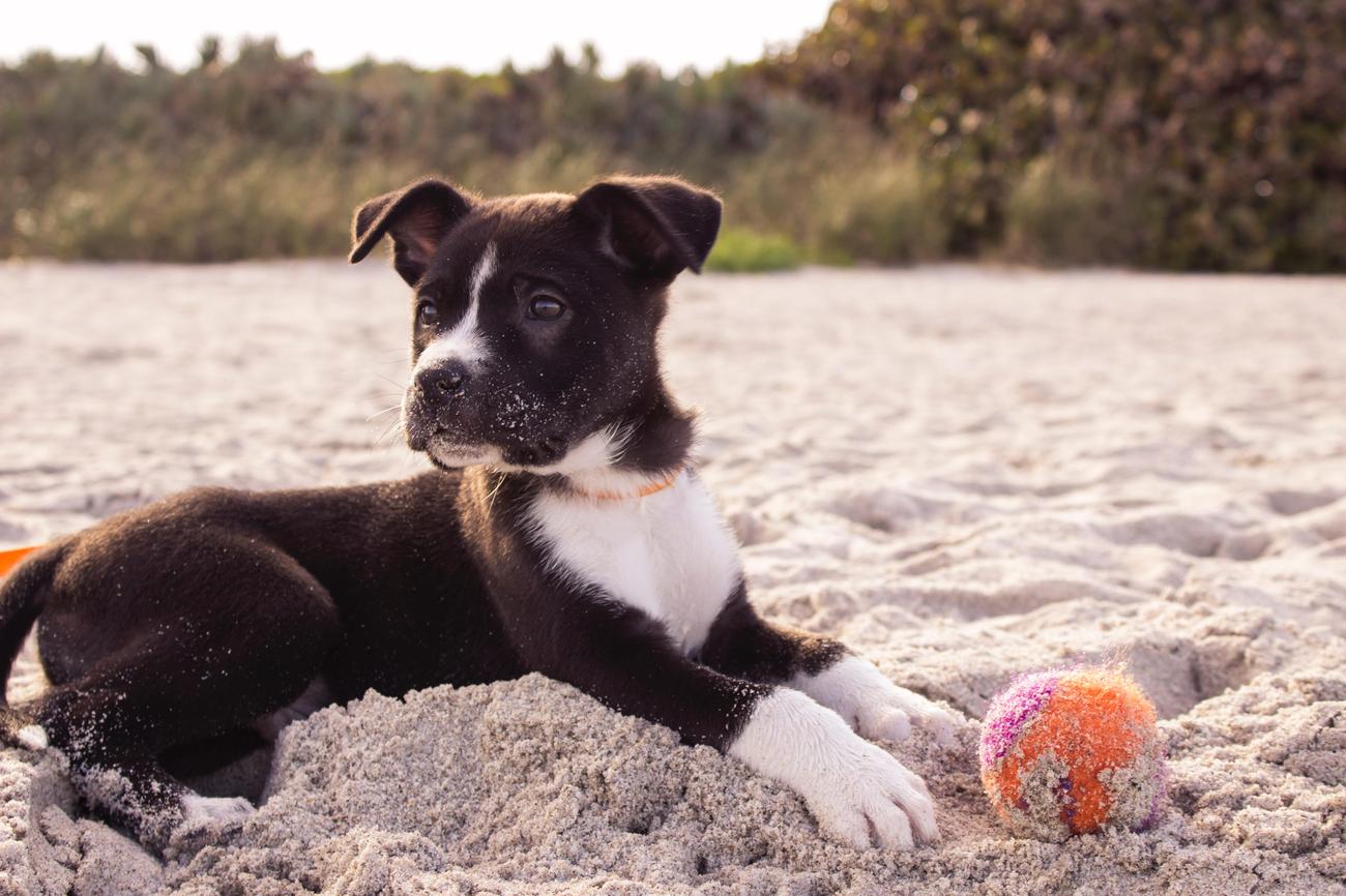 dog stuffed animals