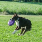 dog-stuffed-animals_featured