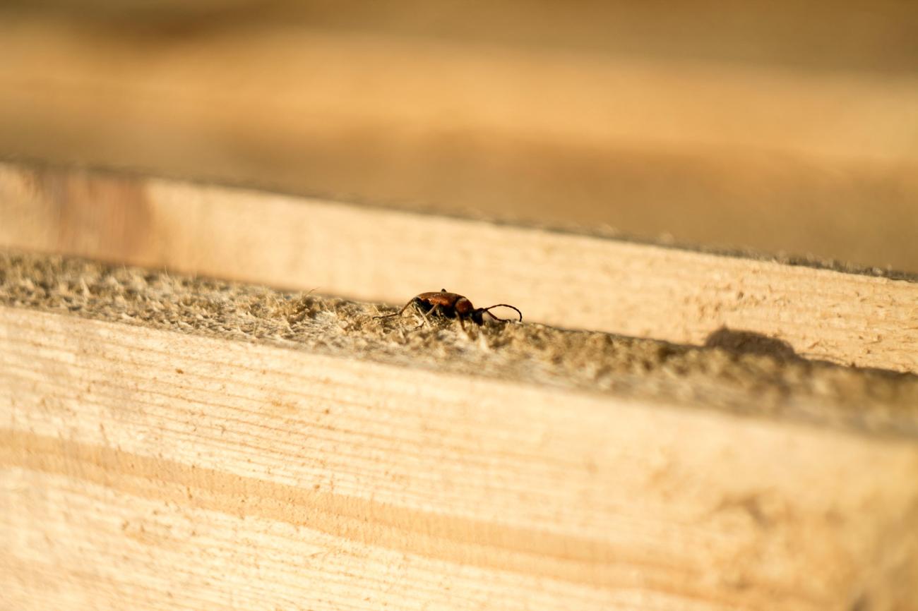 ecological role of termites
