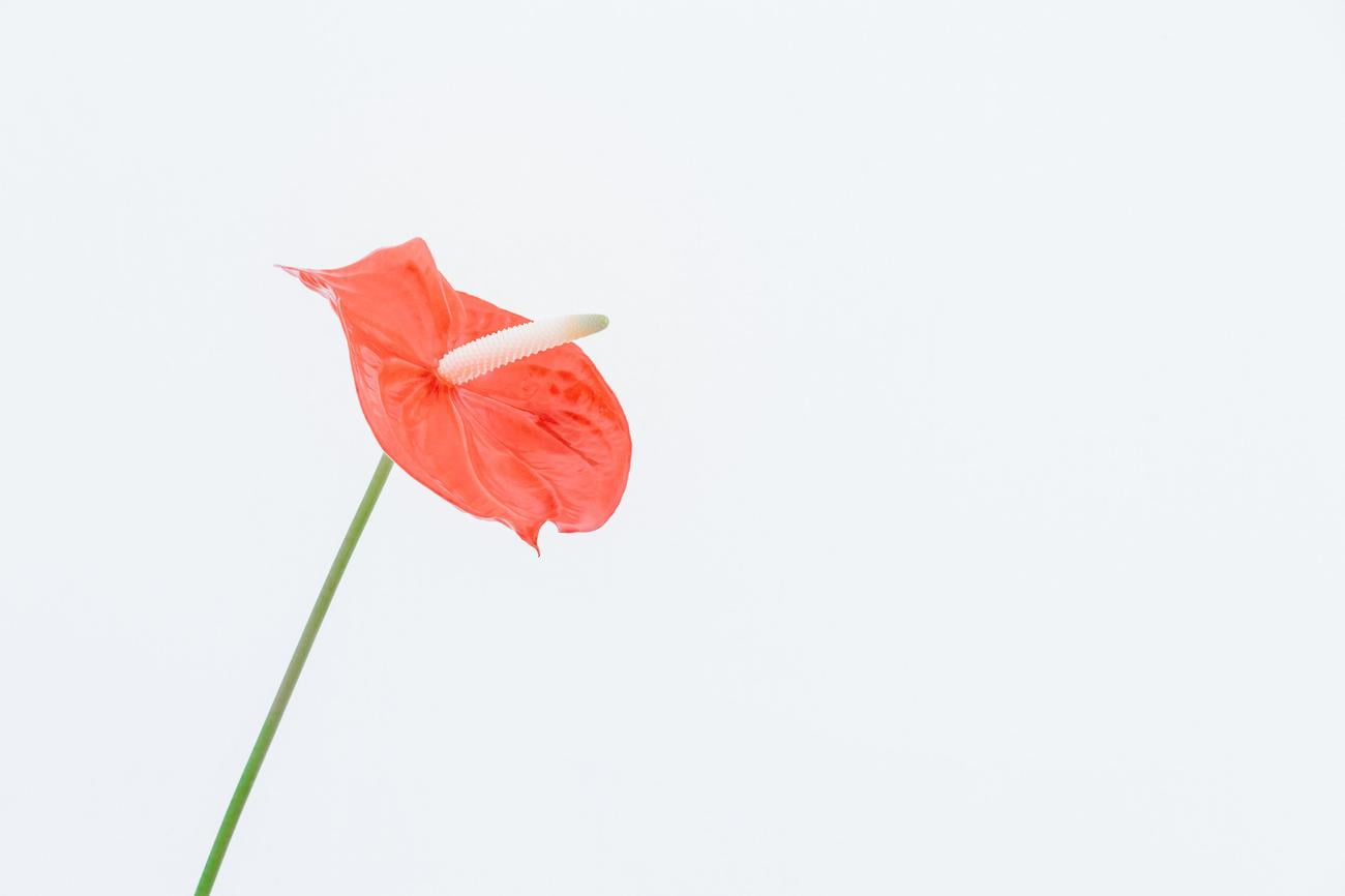 fact about flower