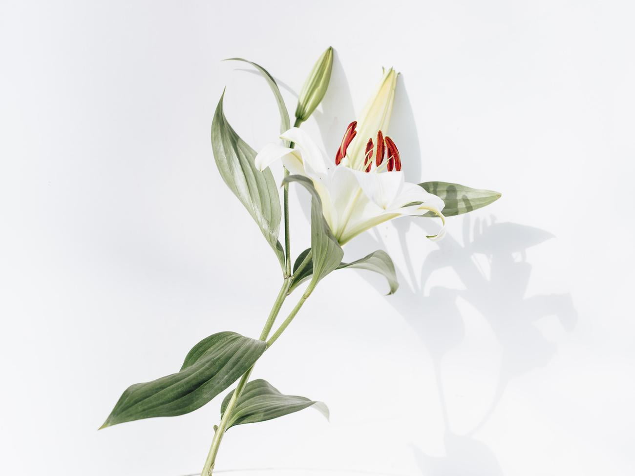 fact about flower