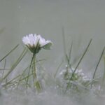 fact-about-flower_featured