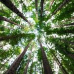facts-about-cottonwood_featured