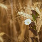 facts-about-grain-elevators_featured