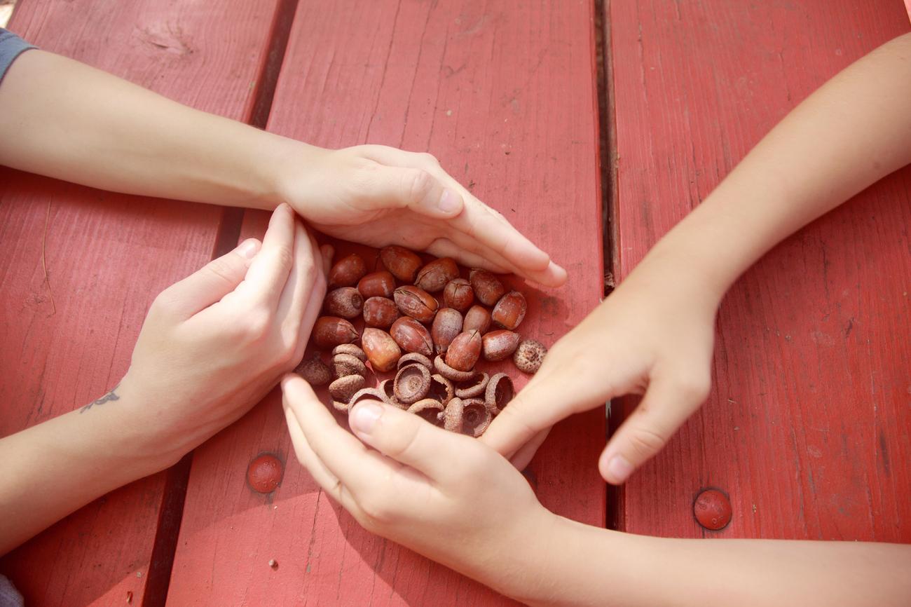 facts about nuts