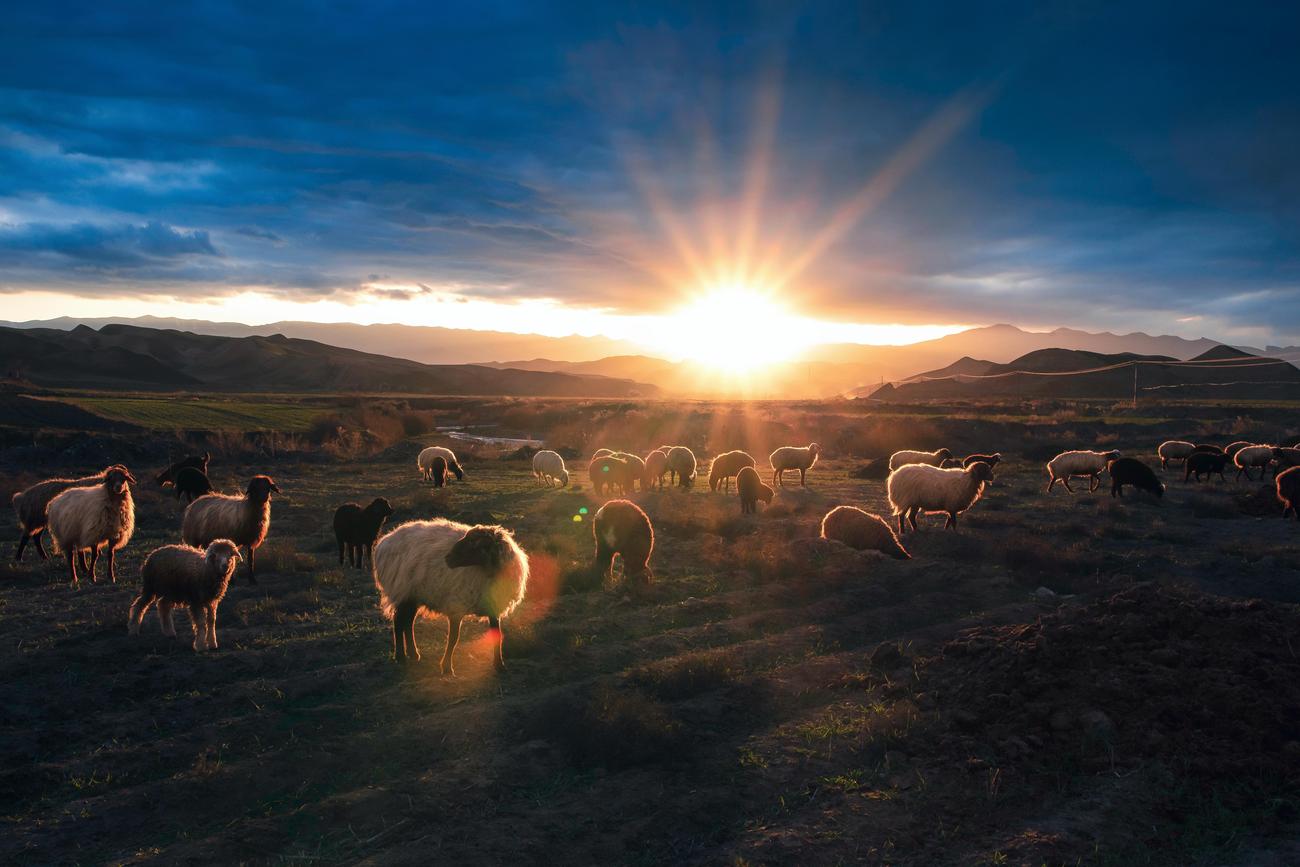 facts about sheep