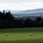 facts-about-sheep_featured