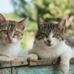 facts-about-the-ear_featured