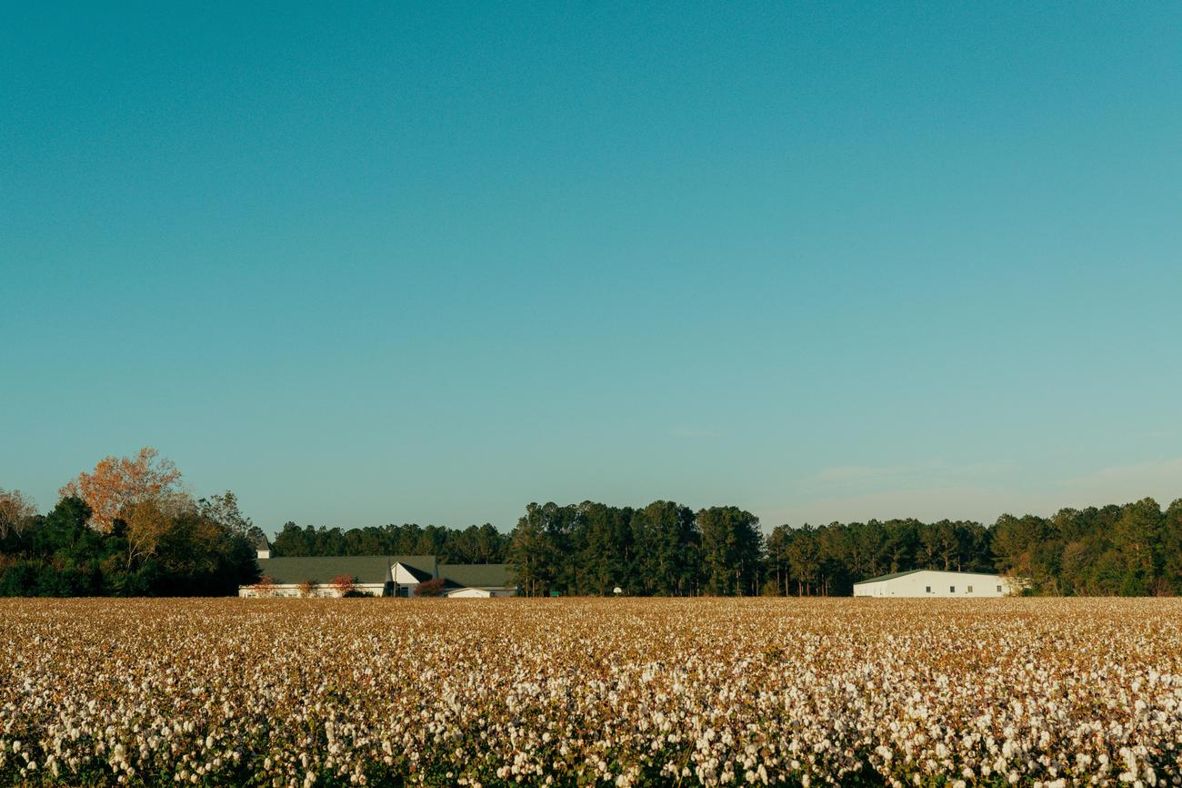 fascinating facts about cotton cultivation