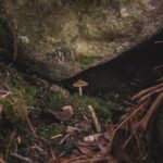 fascinating-facts-about-foot-fungus_featured
