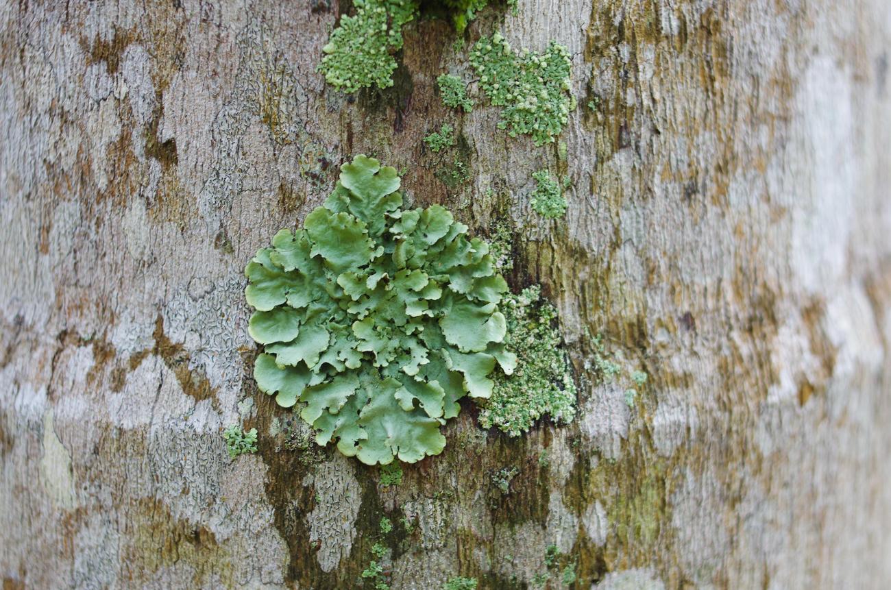 fascinating properties of slime molds