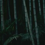 fun-facts-about-bamboo-fabric_featured
