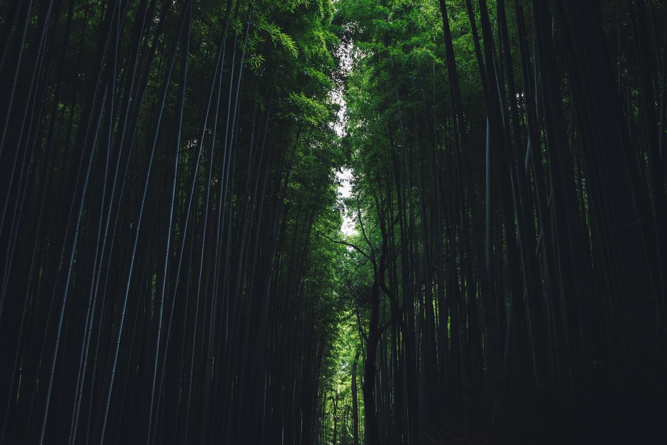 fun facts about bamboo