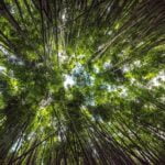 fun-facts-about-bamboo_featured