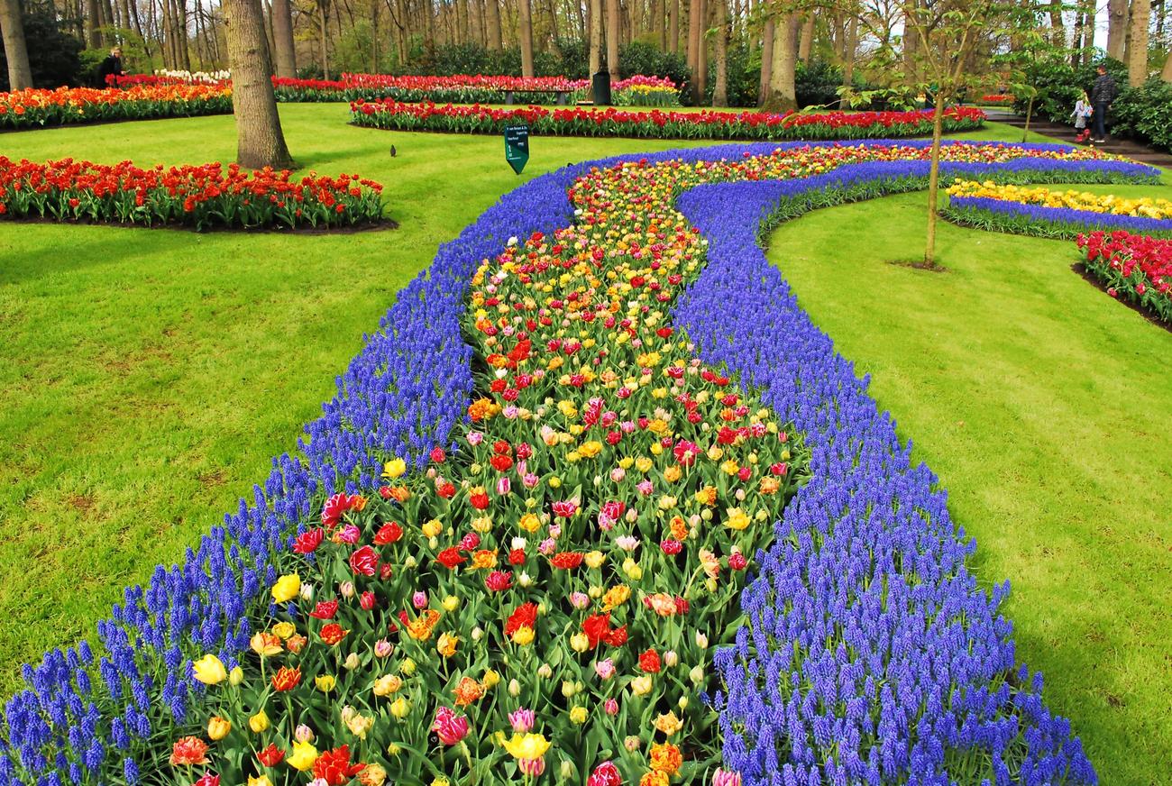 fun facts about daffodils
