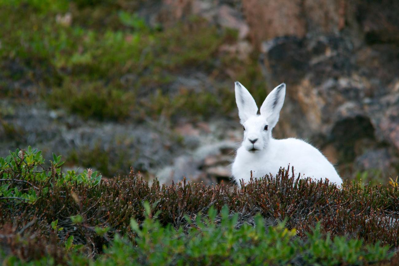 fun facts about eastern cottontail rabbits