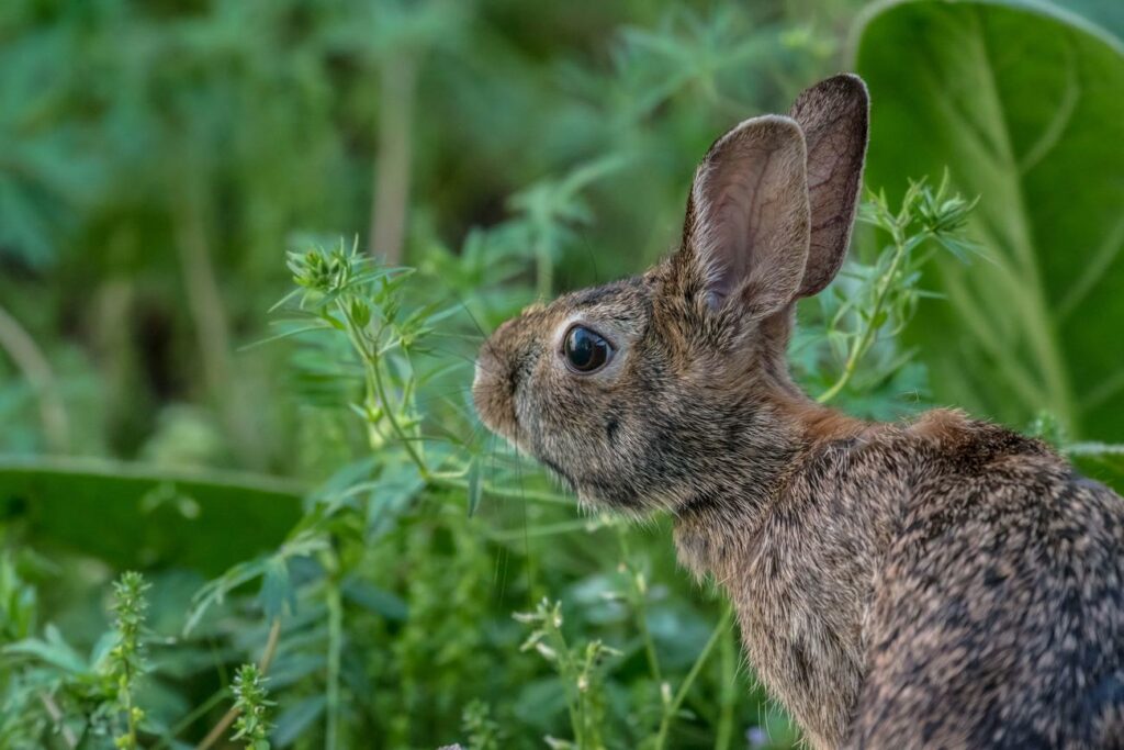 Whisking through the Meadows Eastern Cottontail Rabbit Fun Facts