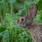 fun-facts-about-eastern-cottontail-rabbits_featured