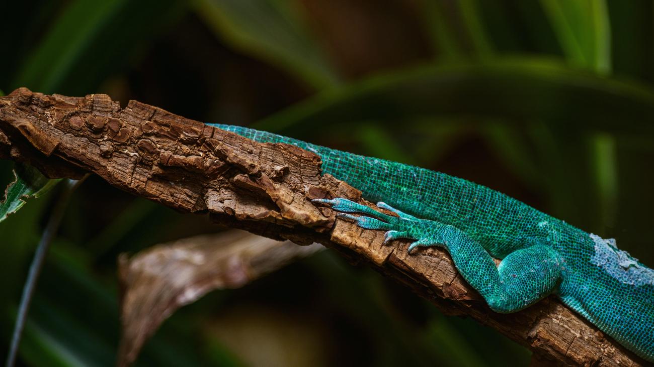 fun facts about emeralds