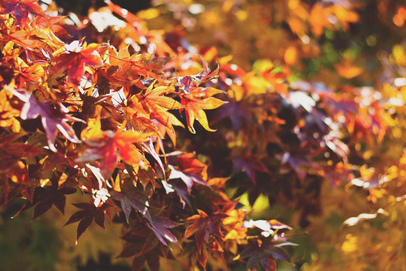 fun facts about maple trees