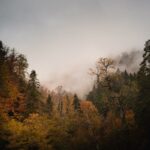 fun-facts-about-maple-trees_featured