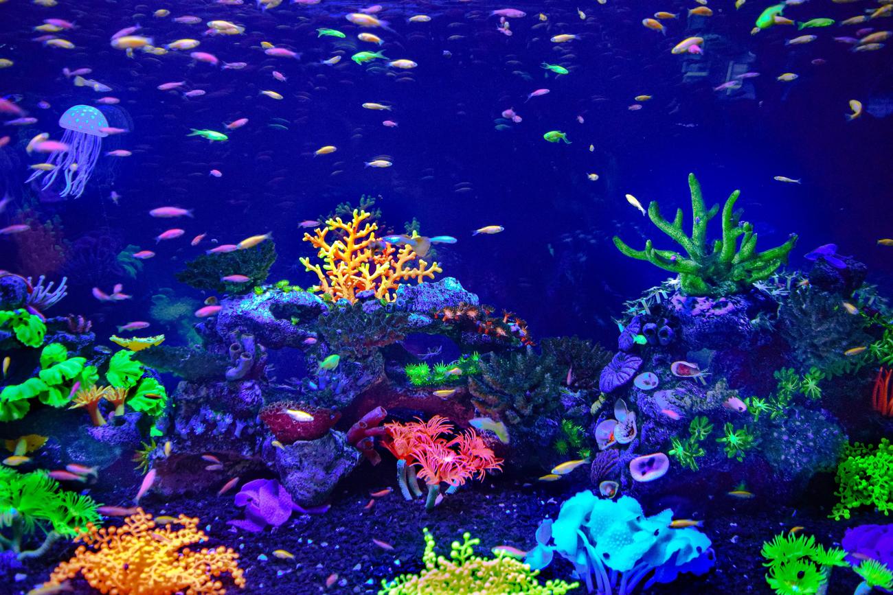 fun facts about scuba diving