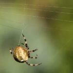fun-facts-about-softball-catchers_featured
