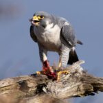 fun-facts-about-the-spine_featured