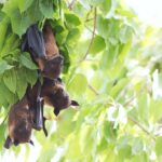 historical-origins-of-softball-bats_featured