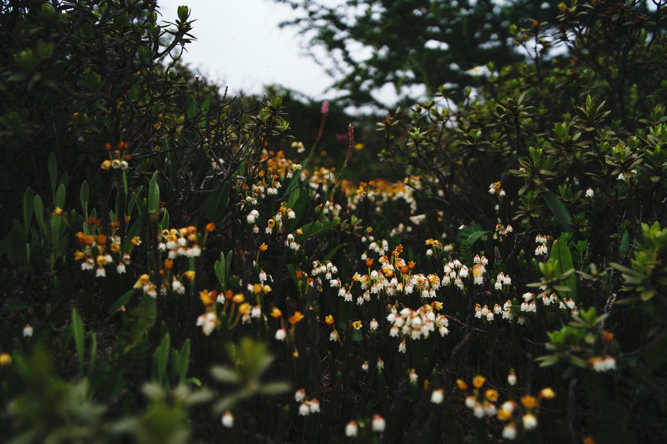 how is a varied diet an advantageous adaptation for animals dwelling in the chaparral biome