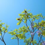 how-is-a-varied-diet-an-advantageous-adaptation-for-animals-dwelling-in-the-chaparral-biome_featured