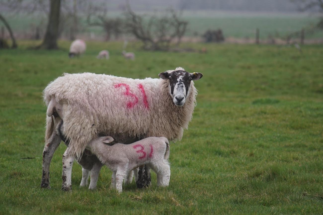 how long do sheep live