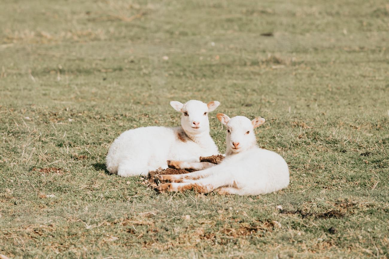 how long do sheep live