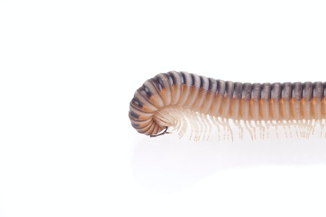 how to keep centipedes out of your bed