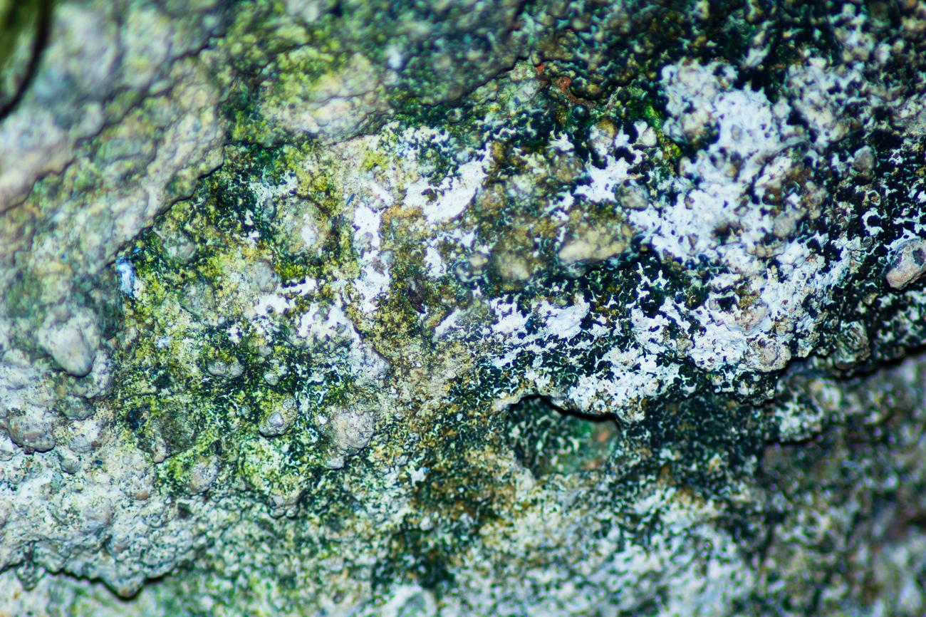 how to remove mold