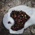 how-to-toast-pine-nuts_featured