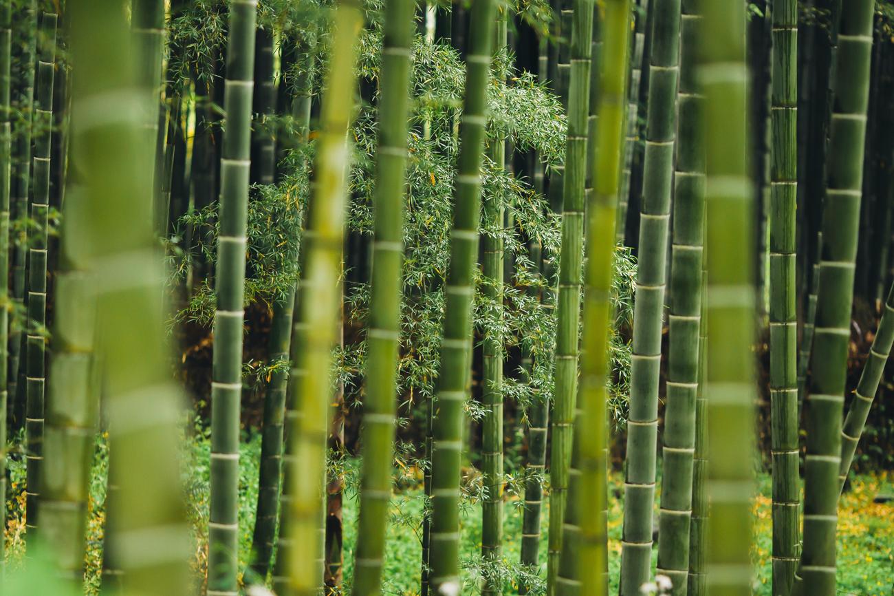 interesting facts about bamboo clothing