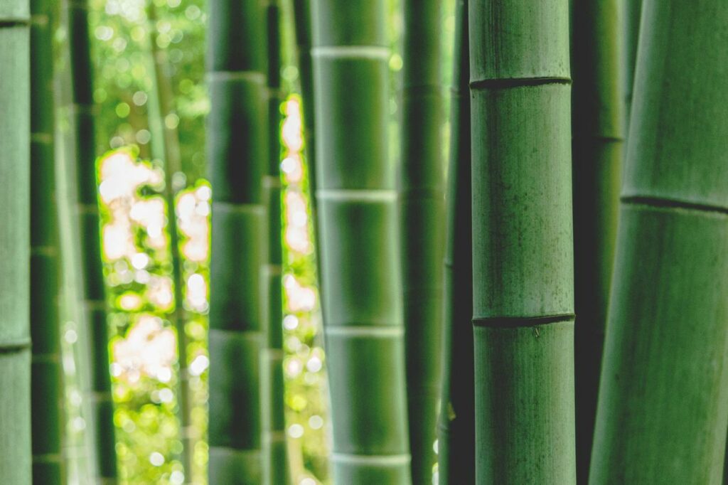 Bamboo Fashion Surprising Facts Revealed!