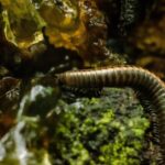 interesting-facts-about-centipedes_featured