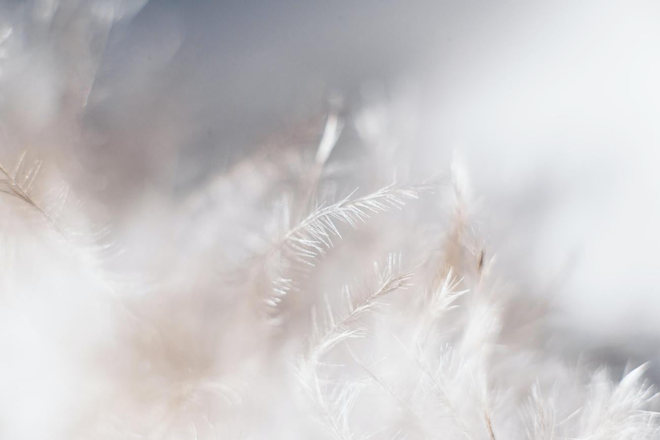 interesting facts about cotton grass