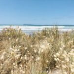 interesting-facts-about-cotton-grass_featured