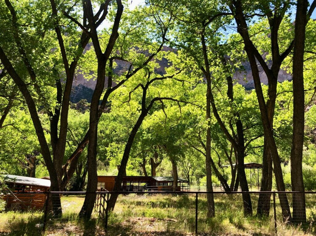 The Enchanting Wonders of Cottonwood Trees Unveiling Intriguing Facts