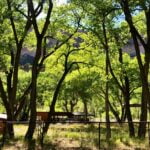 interesting-facts-about-cottonwood_featured