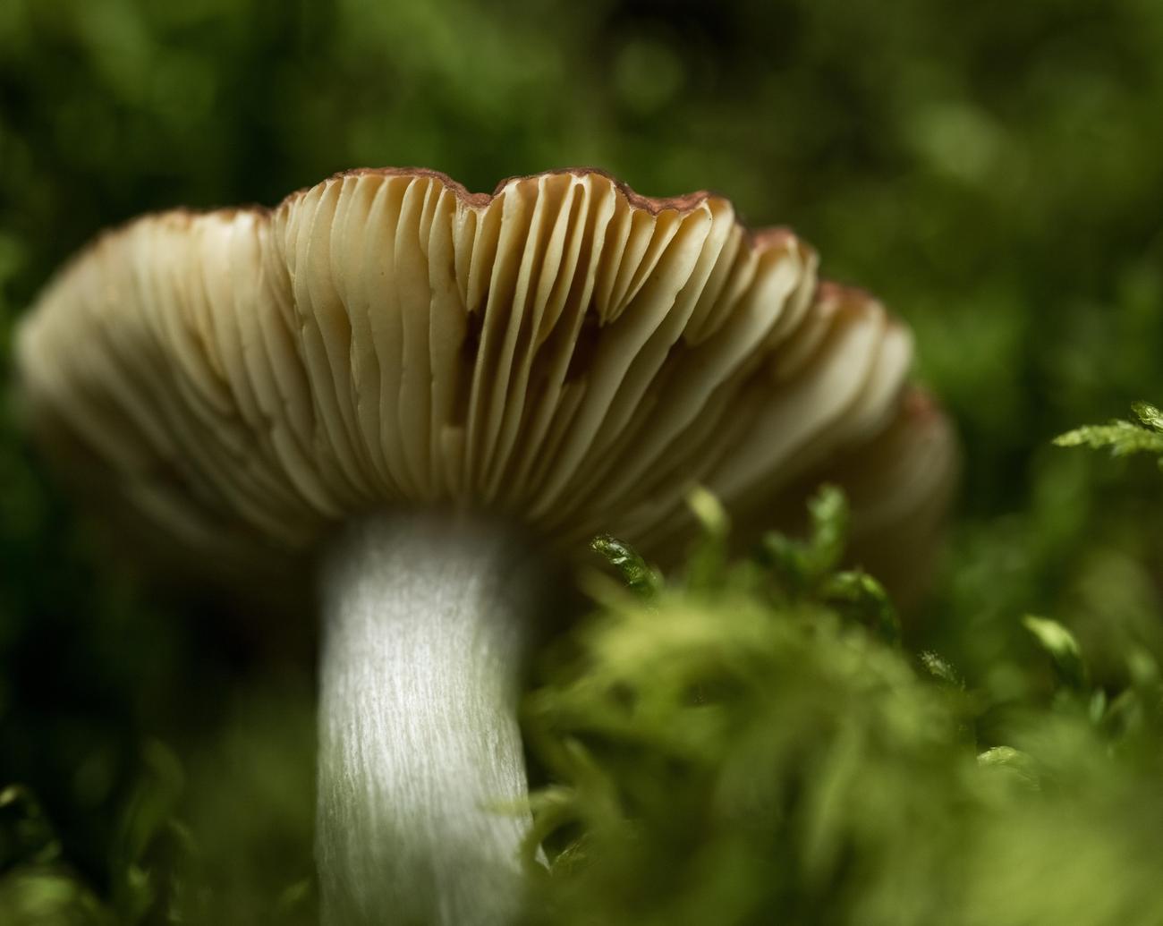 interesting facts about foot fungus
