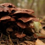 interesting-facts-about-foot-fungus_featured
