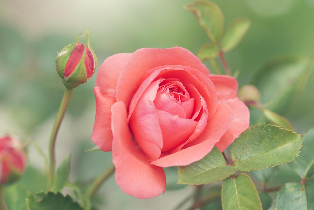 interesting facts about rose quartz