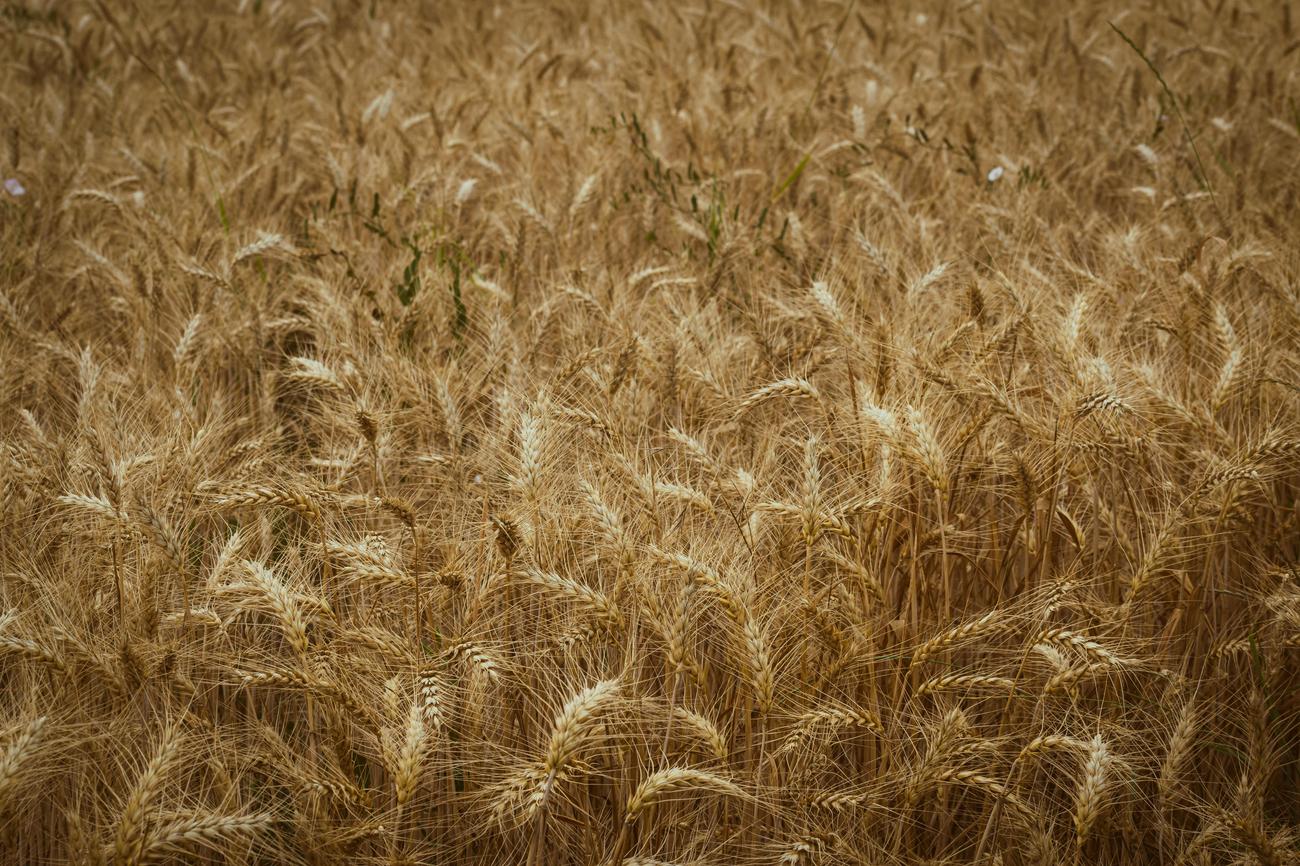 intricacies of grain elevators