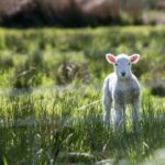 intriguing-details-on-cotton-cultivation_featured