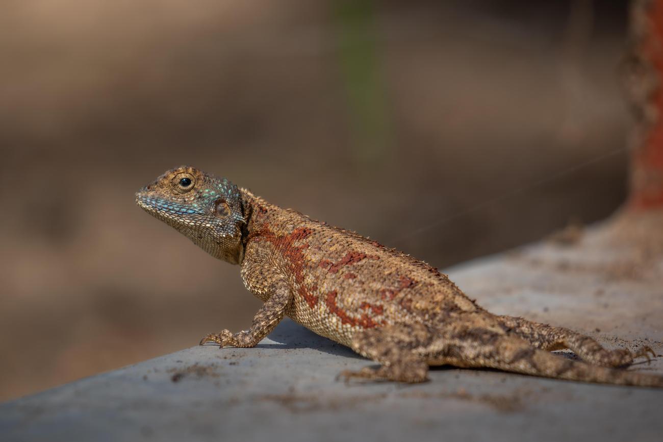 lesser known aspects of Malawi culture