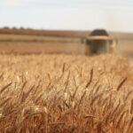 lesser-known-aspects-of-grain-elevators_featured